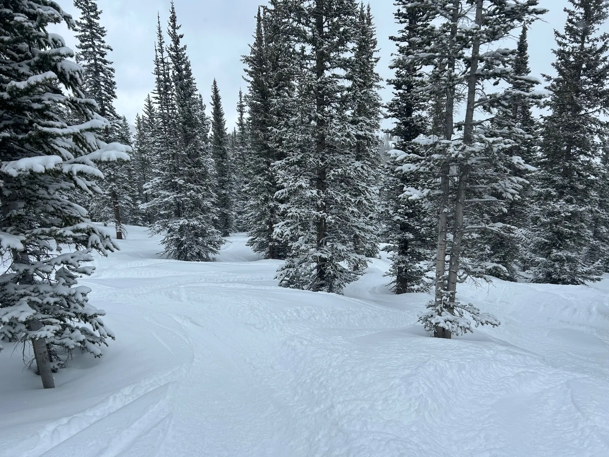 Deep powder tree runs after a fresh snow