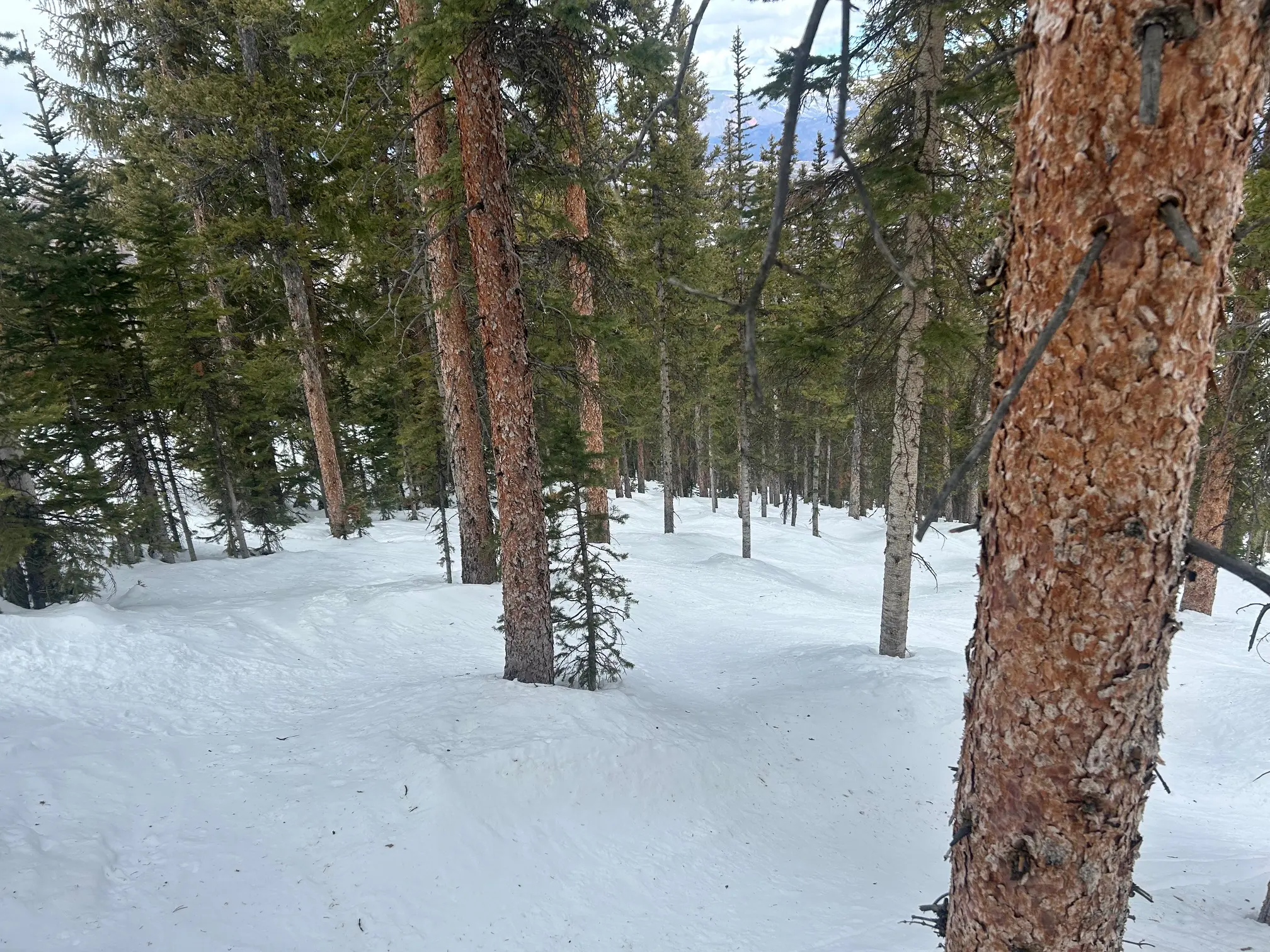 Steep technical tight icy tree mogul